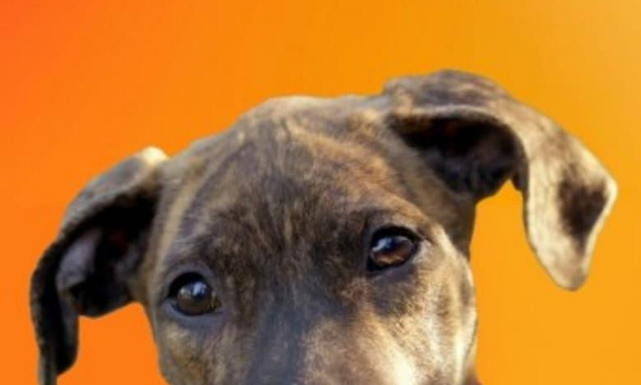 The Dog House Australia Where to Watch and Stream Online Entertainment.ie