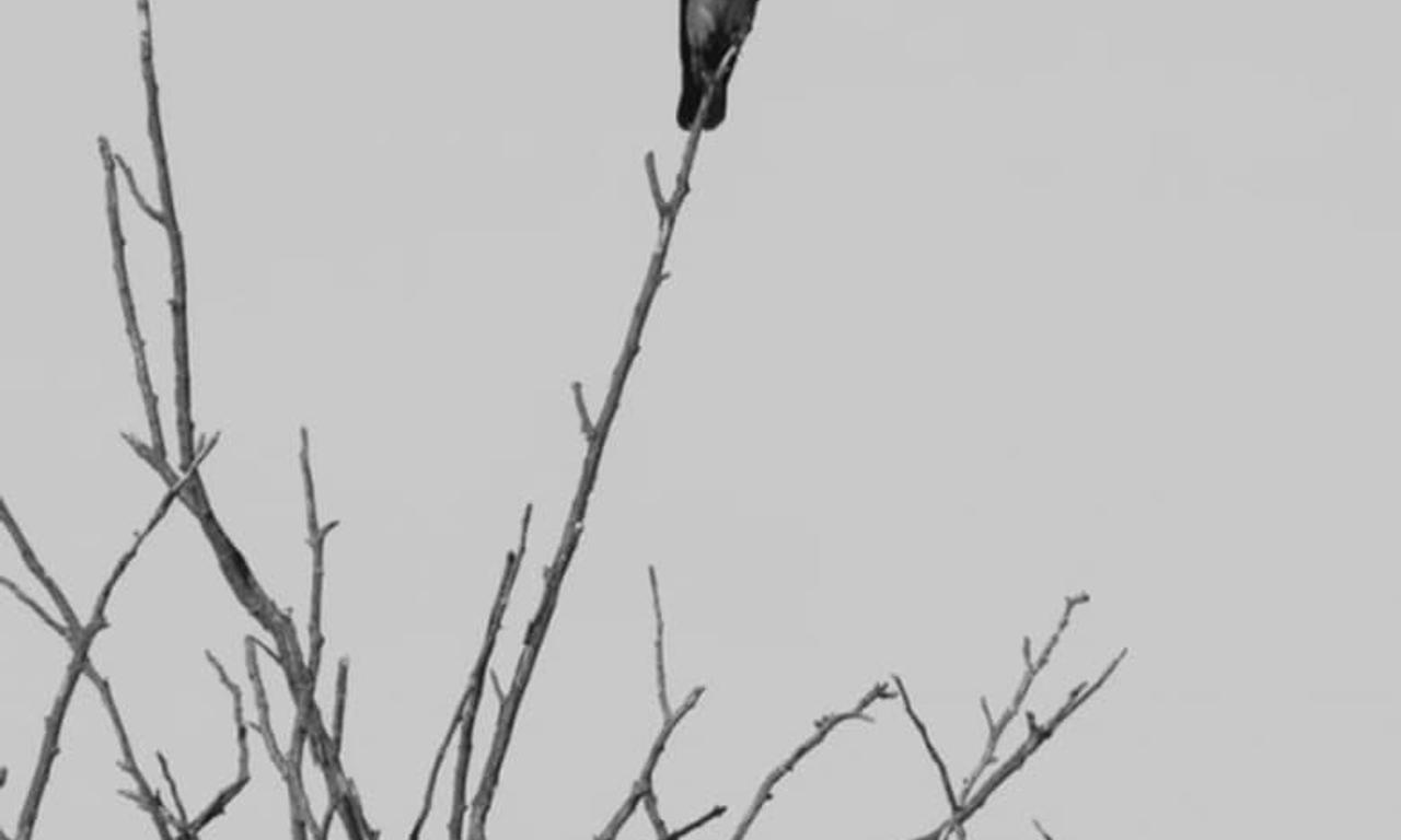 header image for Dissipatio