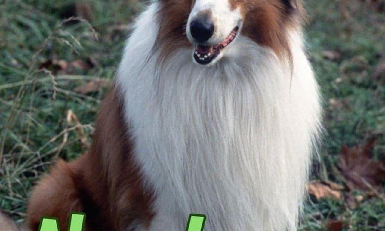 Lassie: Where to Watch and Stream Online