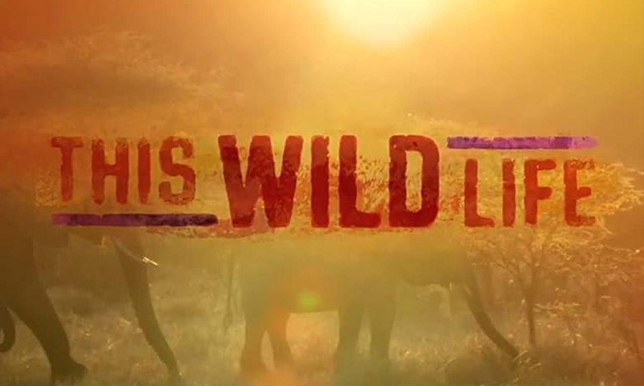 header image for This Wild Life