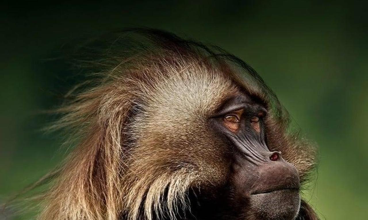 header image for Wild Africa 3D an Extraordinary Journey
