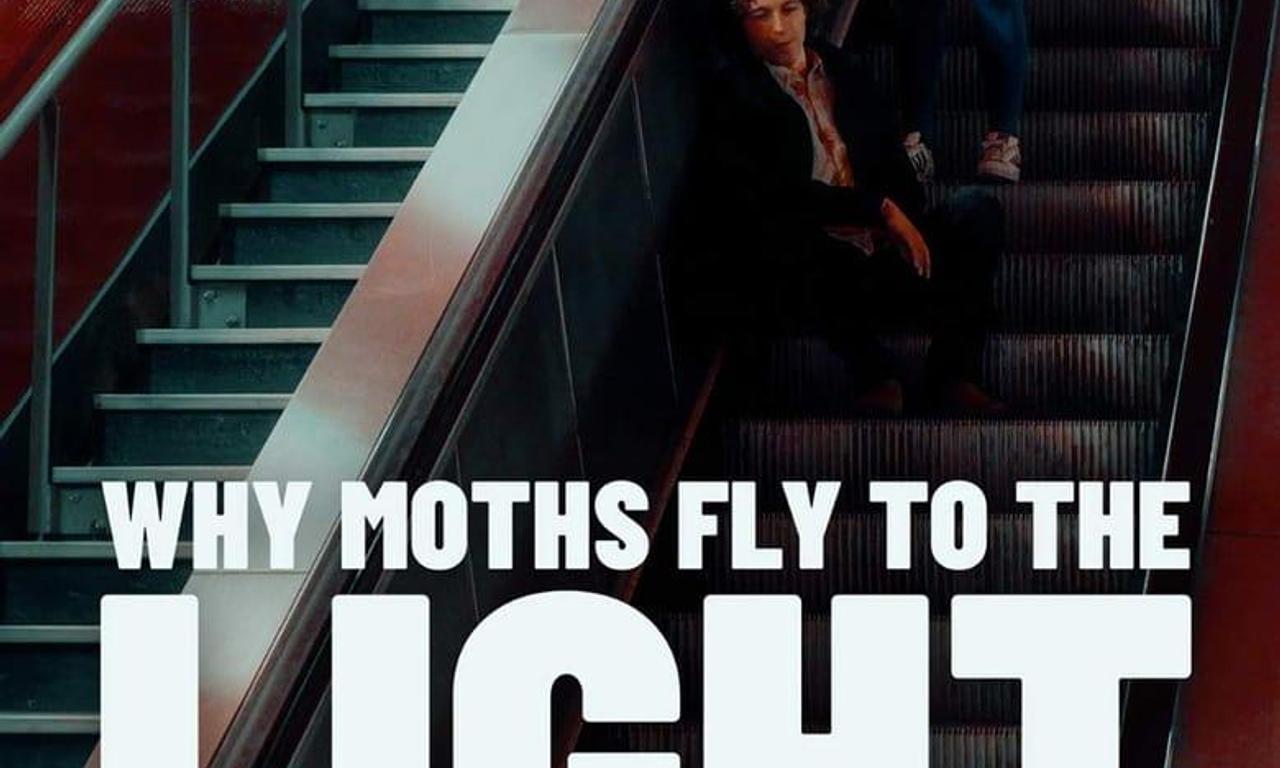 header image for Why Moths Fly to the Light?