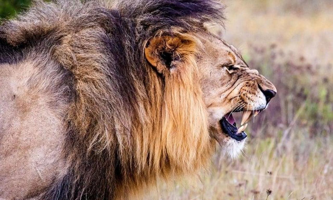 header image for Cecil: The Legacy of a King