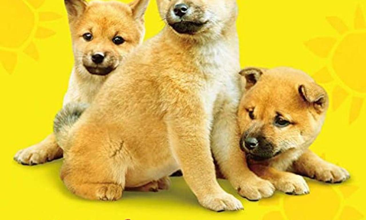 header image for 7 Days of Himawari & Her Puppies