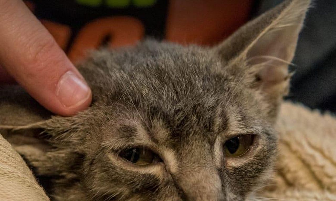 header image for Surviving Harvey: Animals After the Storm