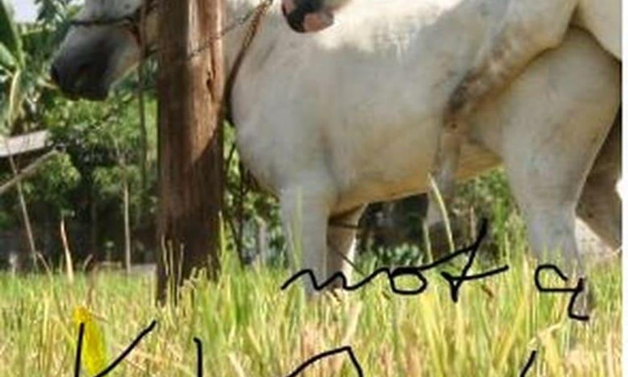 header image for The Muzzled Horse of an Engineer in Search of Mechanical Saddles