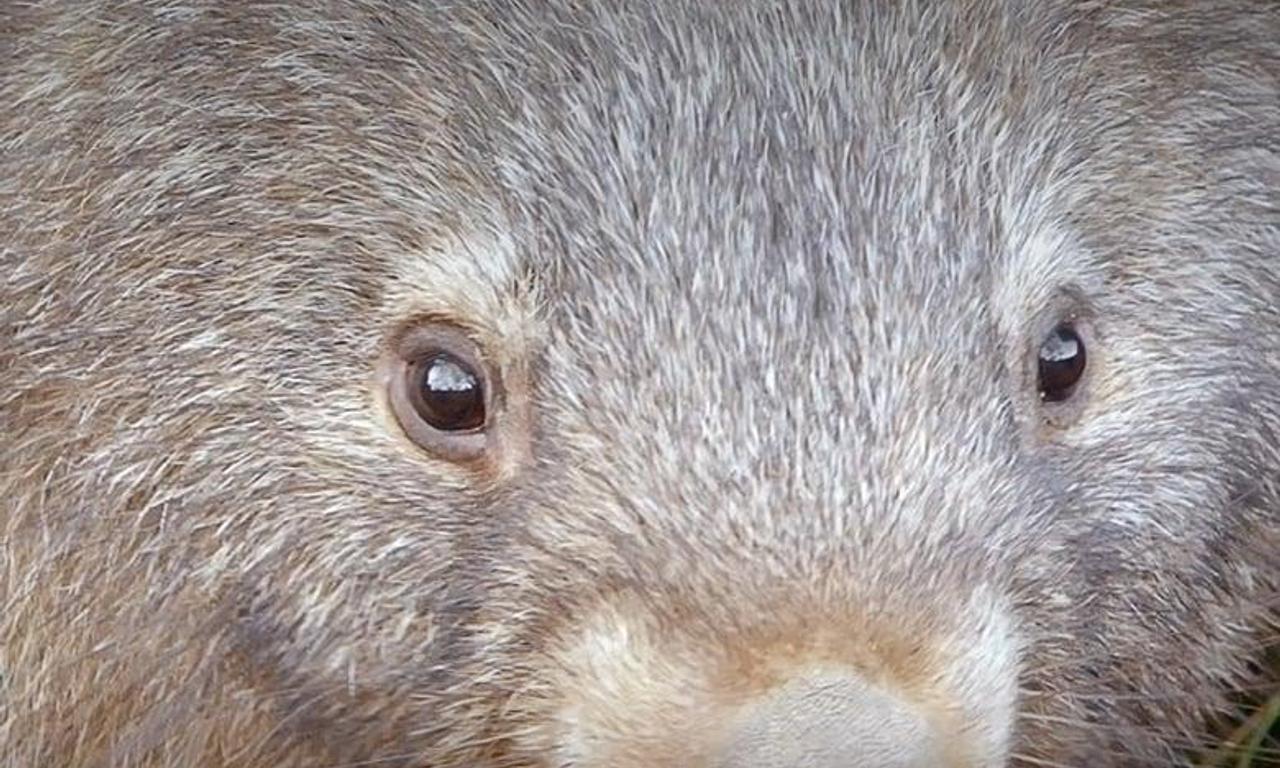 header image for Secret Life of the Wombat