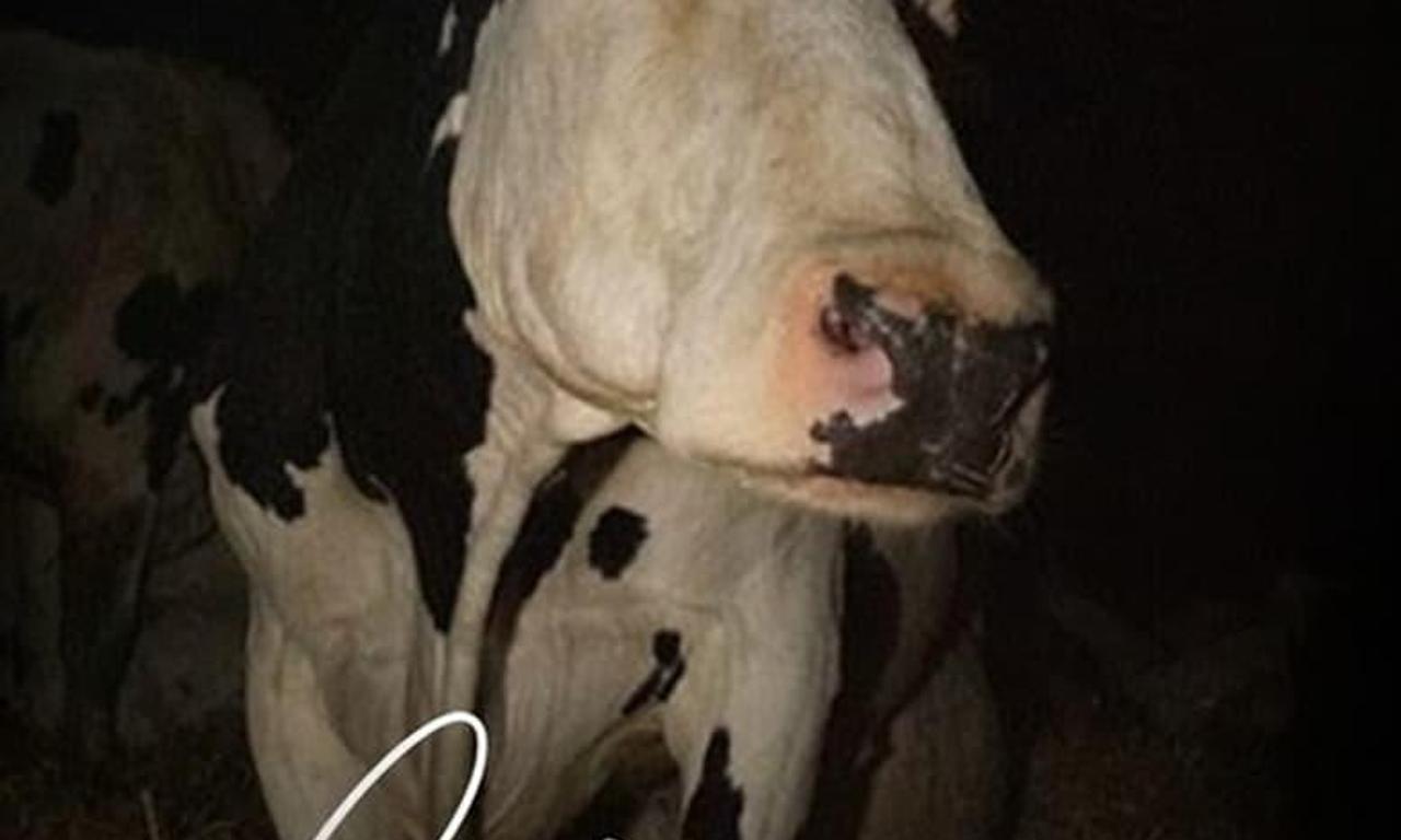 header image for Cow