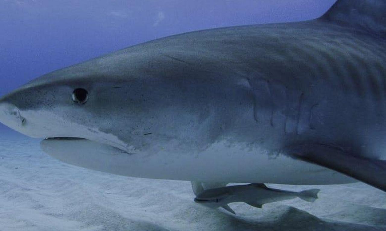 header image for America's Deadliest Sharks