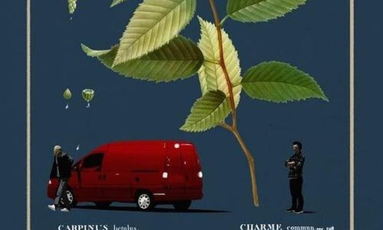 header image for Hornbeam