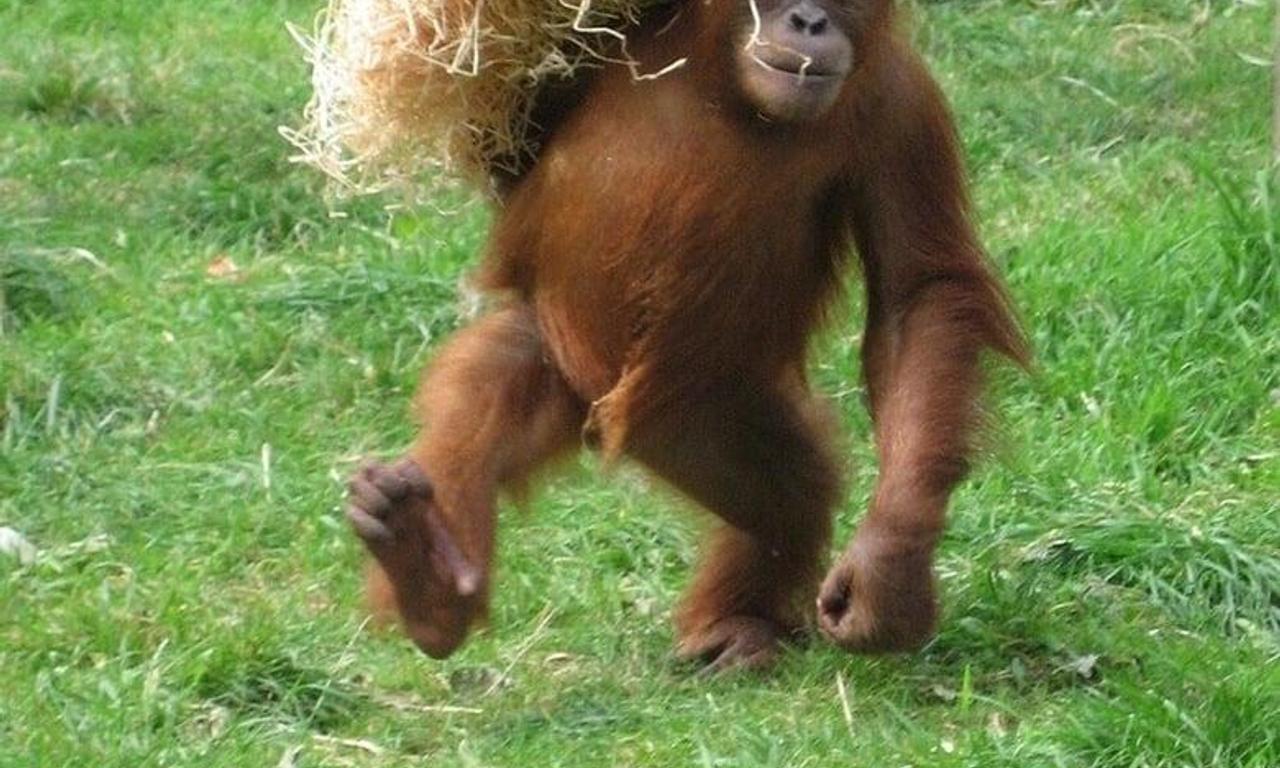 header image for Monkey Business