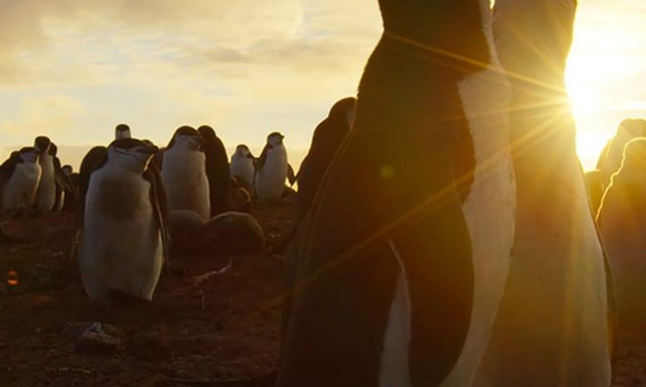 header image for Penguins: Meet the Family