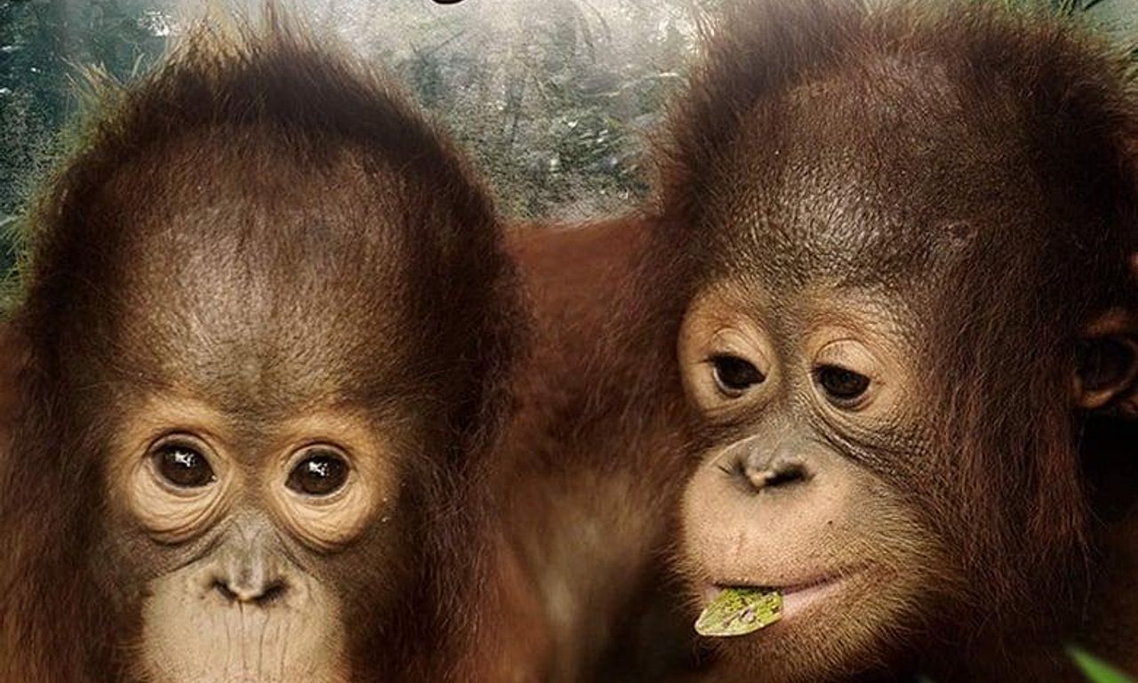 header image for Orangutan Jungle School