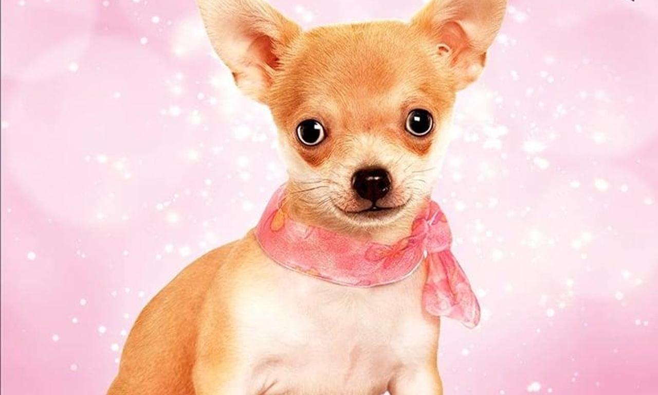 header image for Chihuahua: The Movie