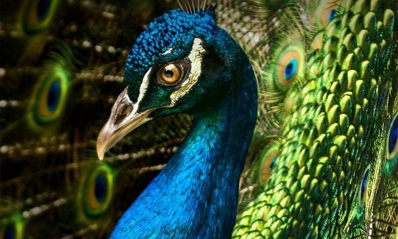 header image for Thailand's Wild Side