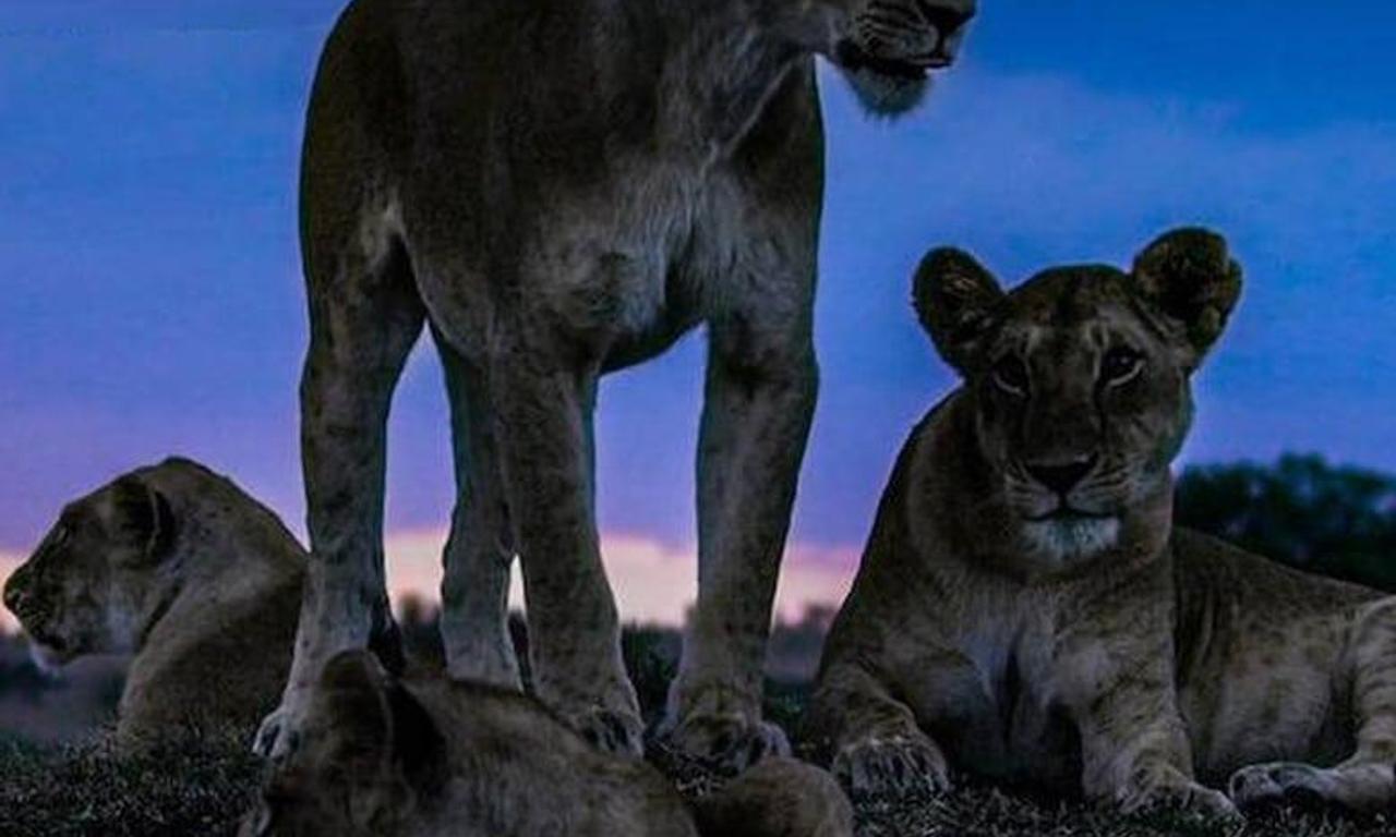 header image for Night on Earth