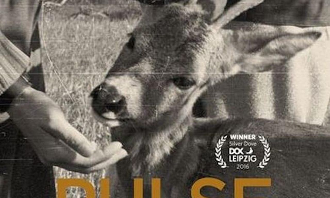 header image for Pulse