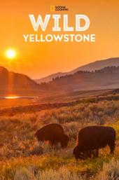 Wild Yellowstone