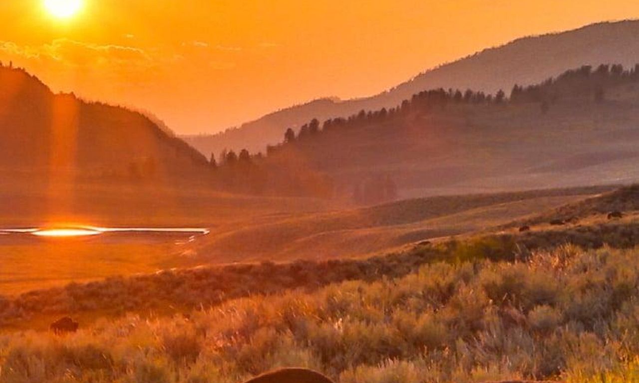 header image for Wild Yellowstone