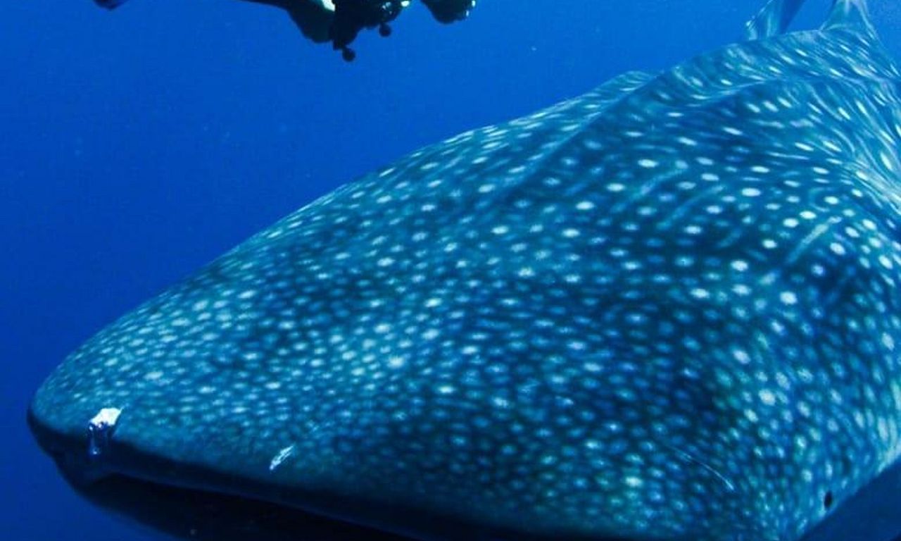 header image for Swimming with Legends