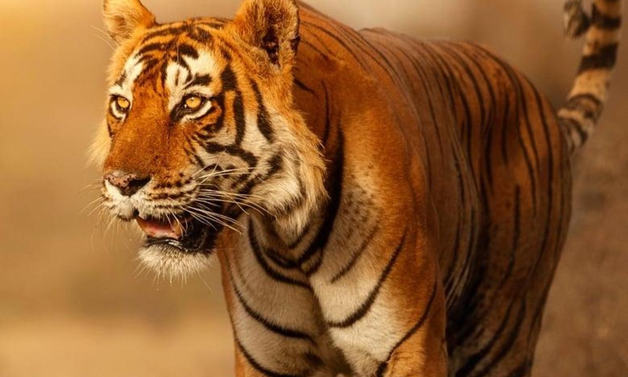 header image for Wild Cats of India