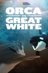 Orca Vs. Great White