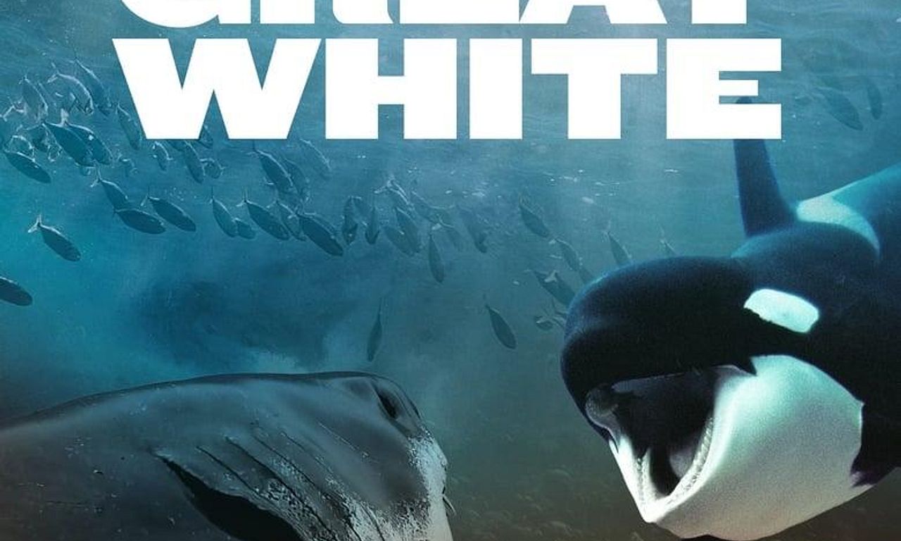header image for Orca Vs. Great White