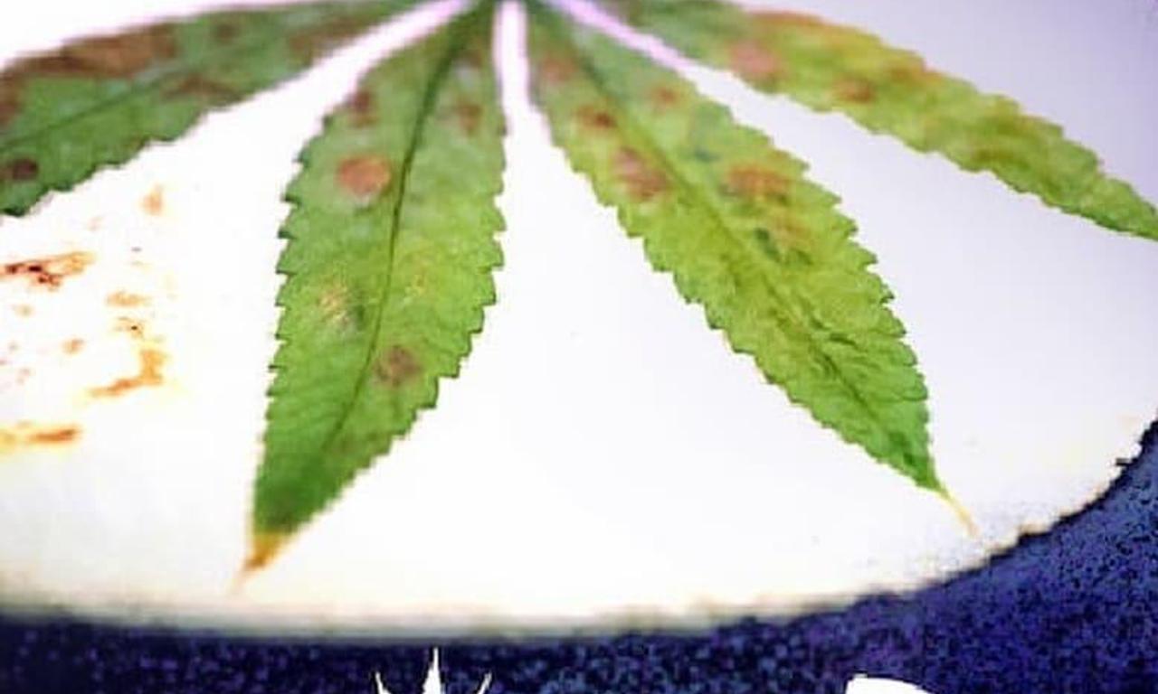 header image for Cooked with Cannabis