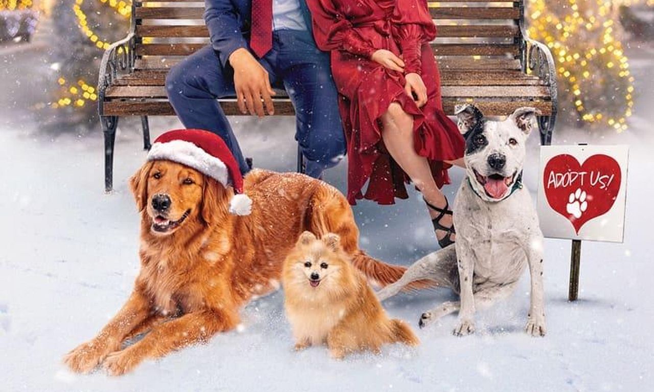 header image for Sit. Stay. Love. (The Dog Days of Christmas)
