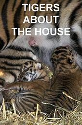 Tigers About the House