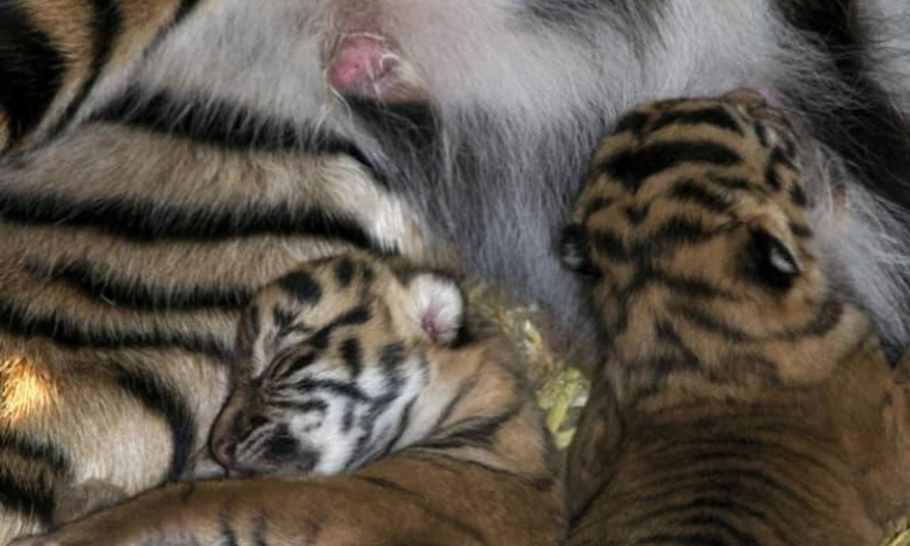 header image for Tigers About the House