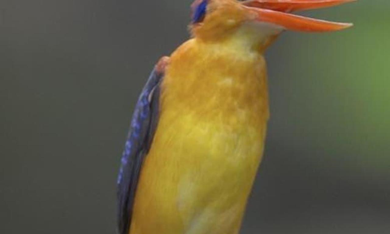 header image for Flying Rainbow