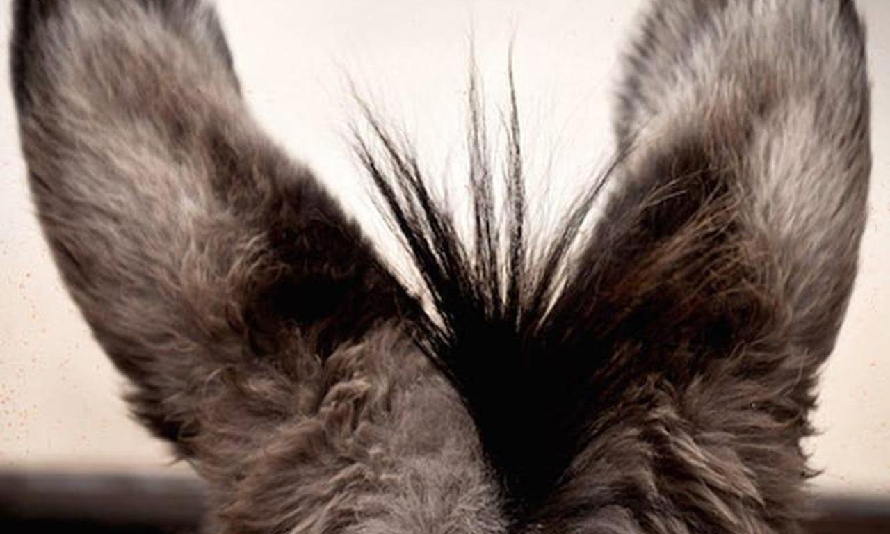 header image for Sanctuary