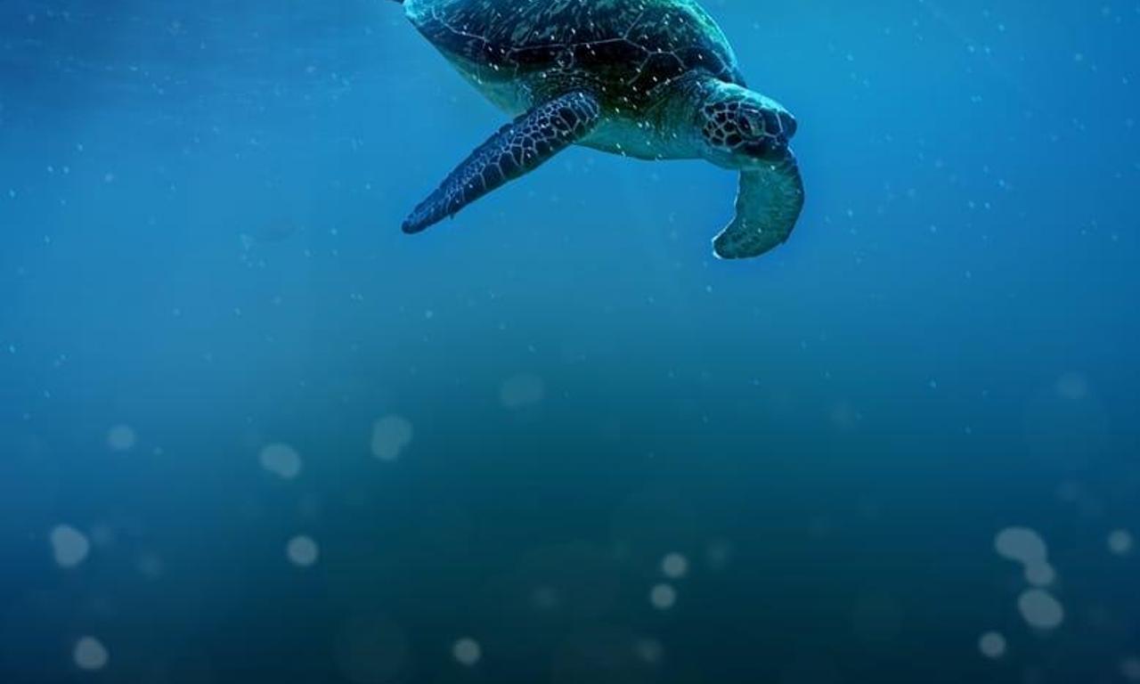 header image for Big Pacific