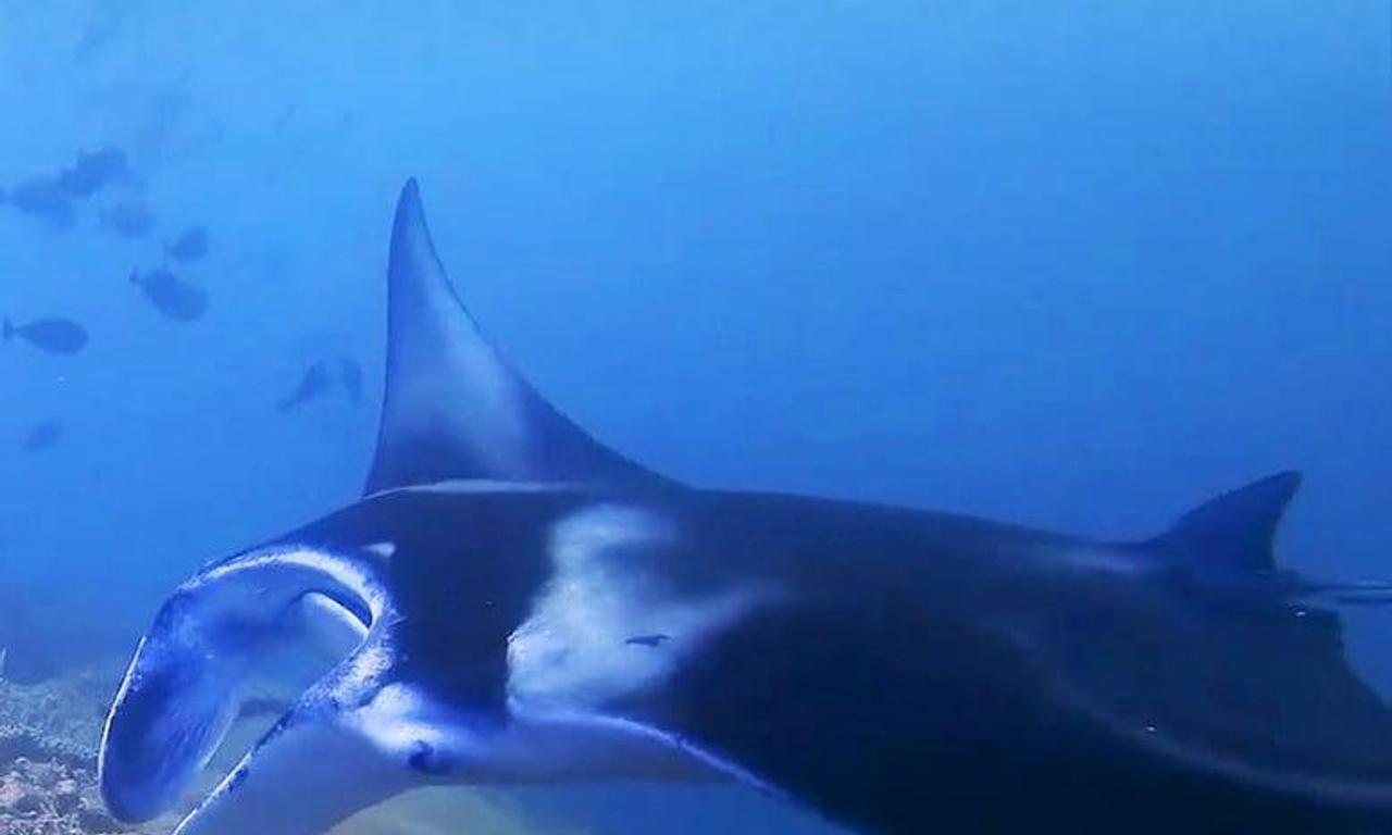header image for Scuba Sam's World