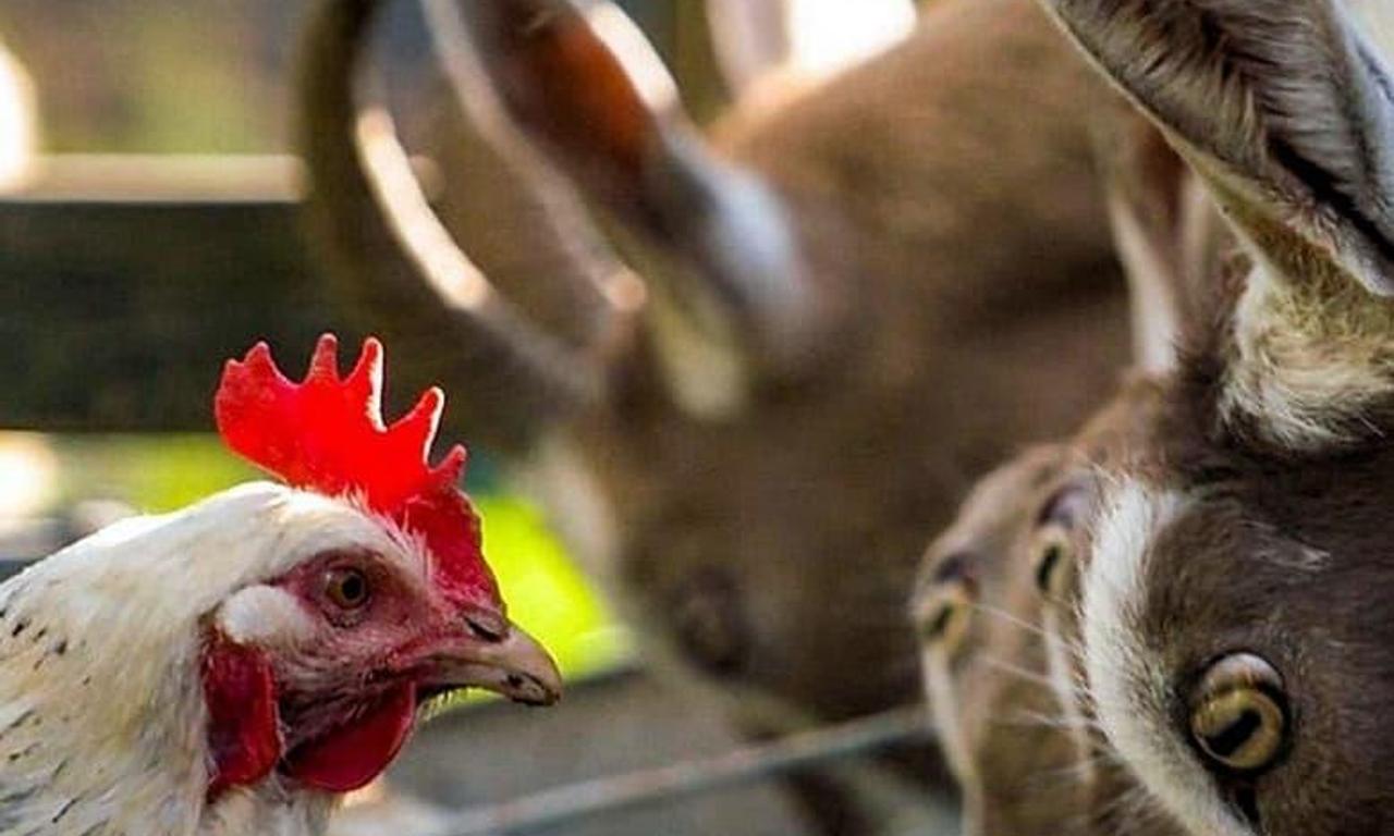 header image for The Farmers' Country Showdown