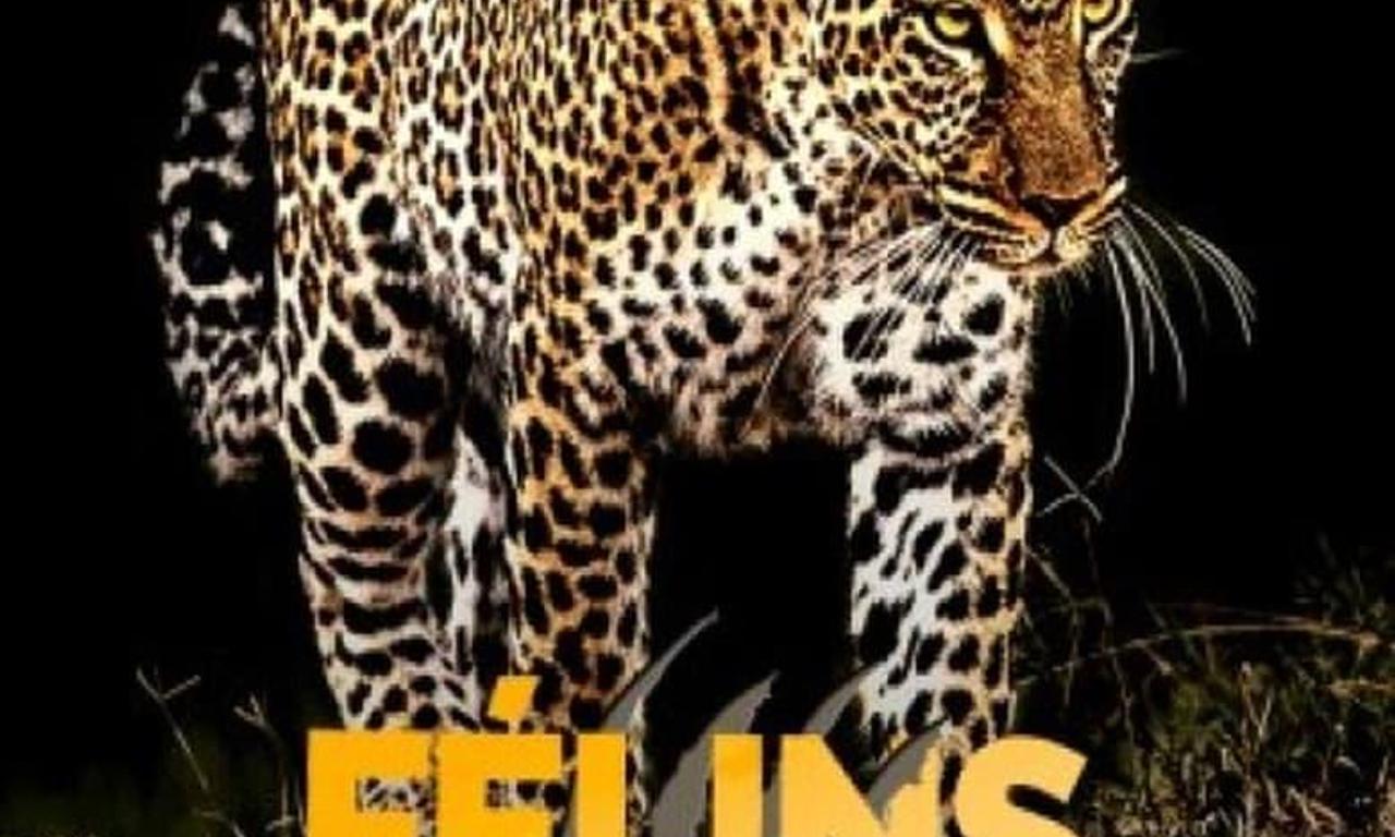 header image for Big Cats