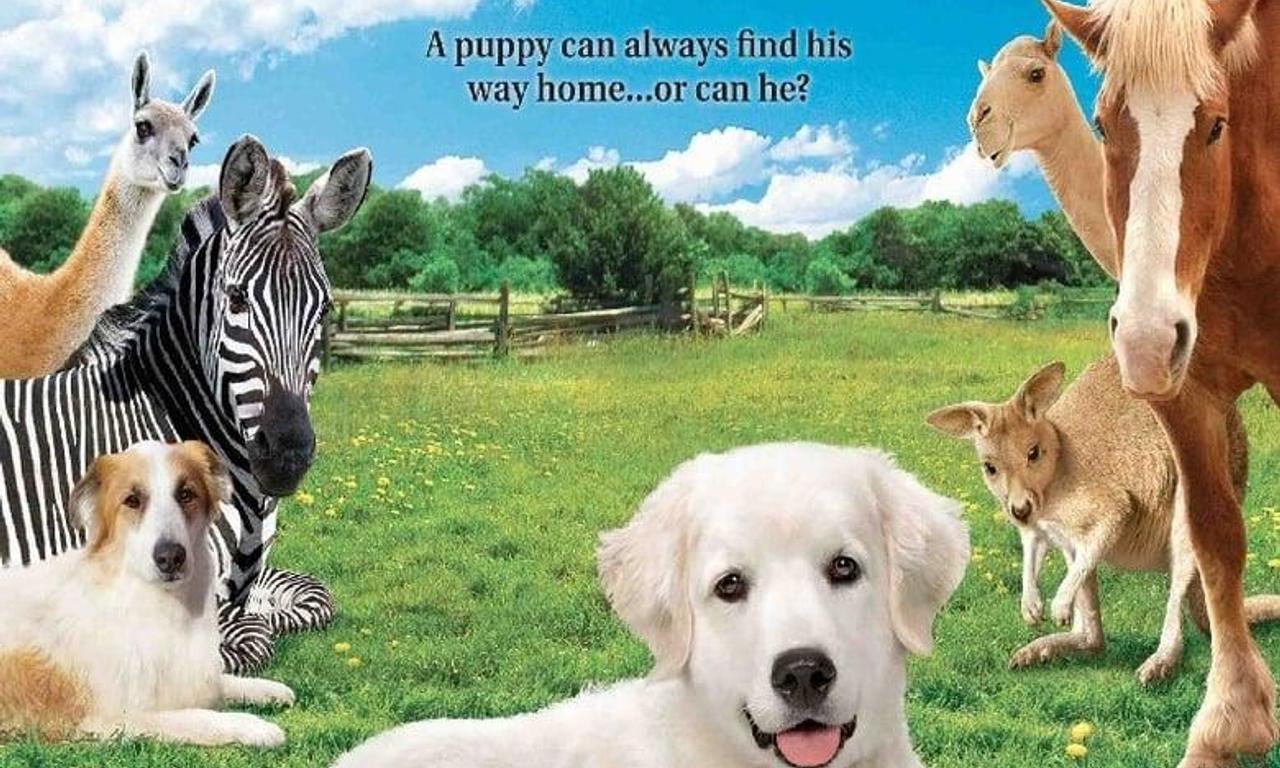 Adventures Of Bailey The Lost Puppy Trailer Adventures of Bailey: The Lost Puppy - Where to Watch and Stream Online
