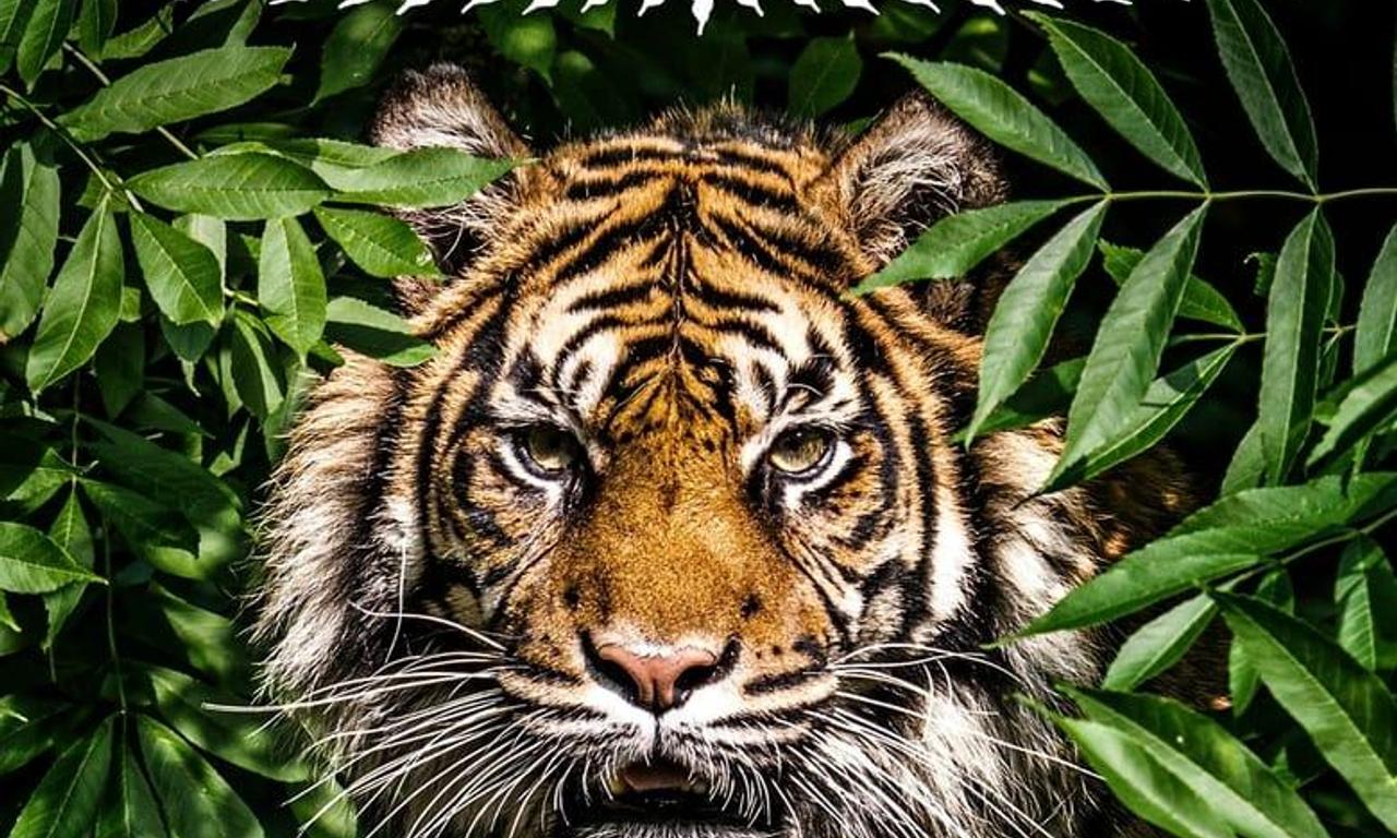 header image for Thailand's Wild Cats
