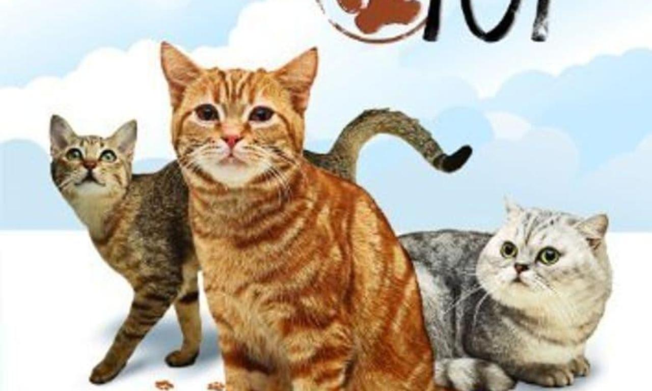 header image for Cats 101