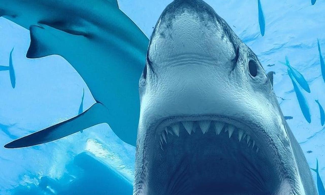 header image for Sharks: Monster Of The Media