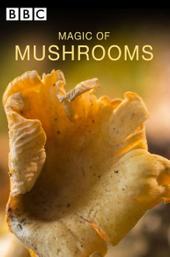The Magic Of Mushrooms
