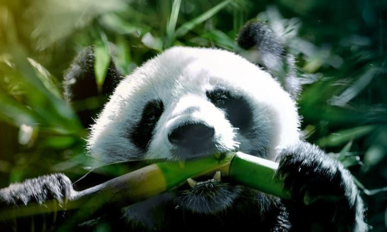 header image for The Hidden Kingdoms of China