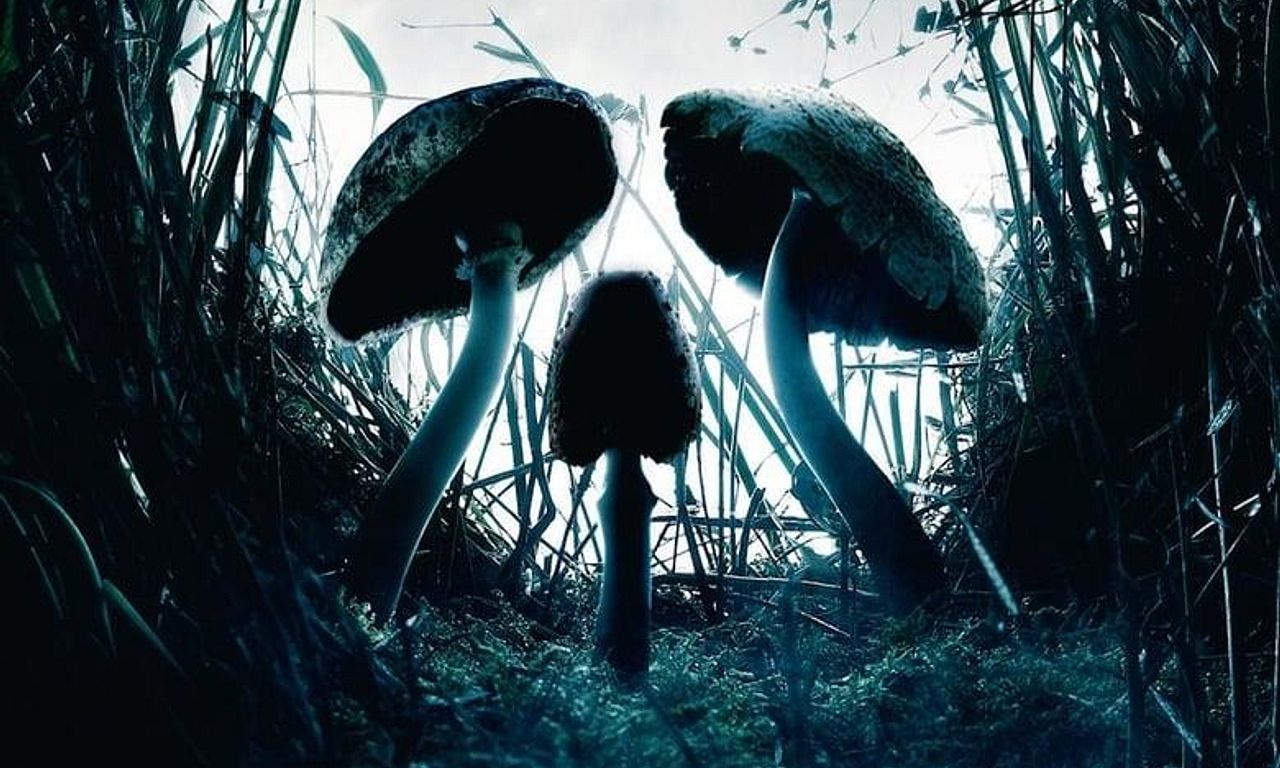 header image for Shrooms