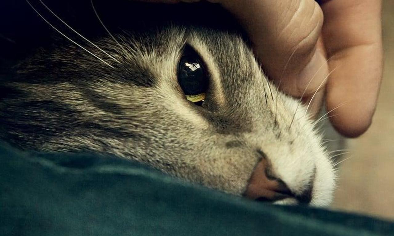 header image for Tomcat