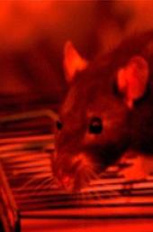 Hauser and Žižek: Theoreticians of Postmarxist Philosophy