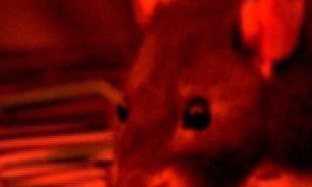 header image for Hauser and Žižek: Theoreticians of Postmarxist Philosophy