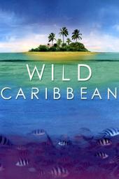 Wild Caribbean