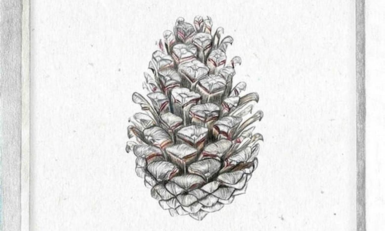 header image for Manifiesto