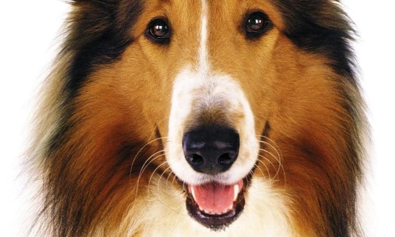 header image for Lassie